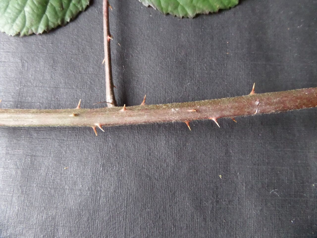 Großblättrige Brombeere 21