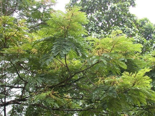 Stryphnodendron 9