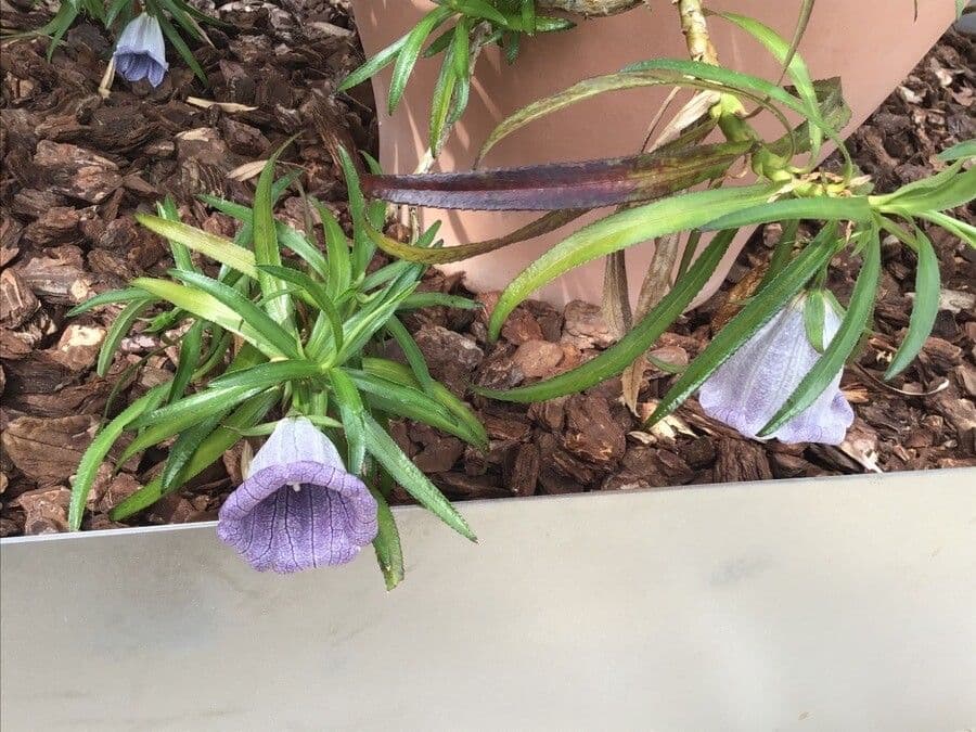 Campanula di Mauritius