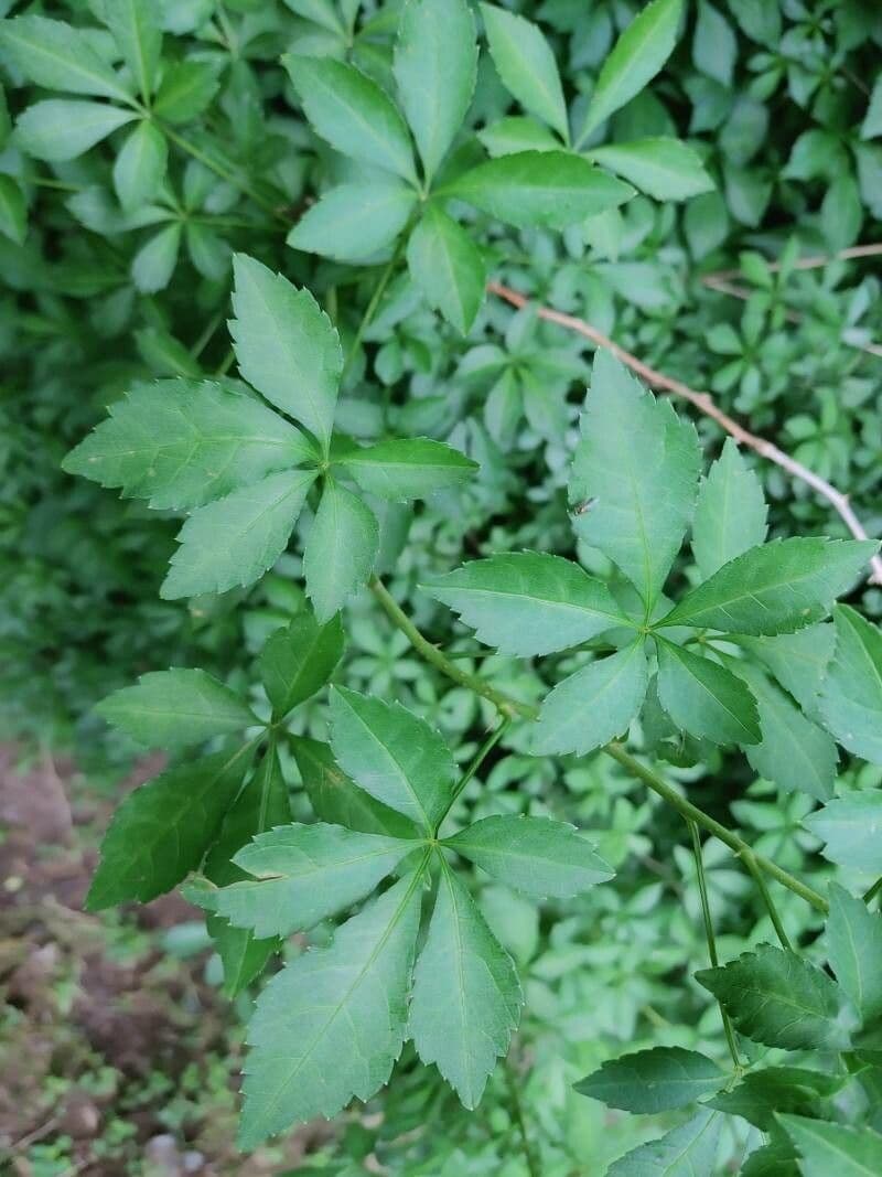 Eleutherococcus 5