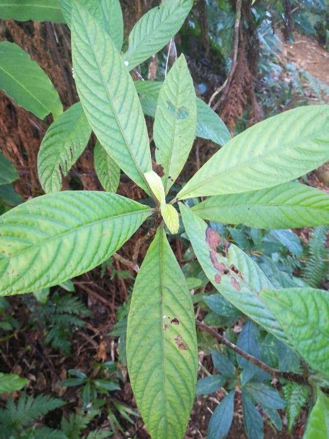 Psychotria 11