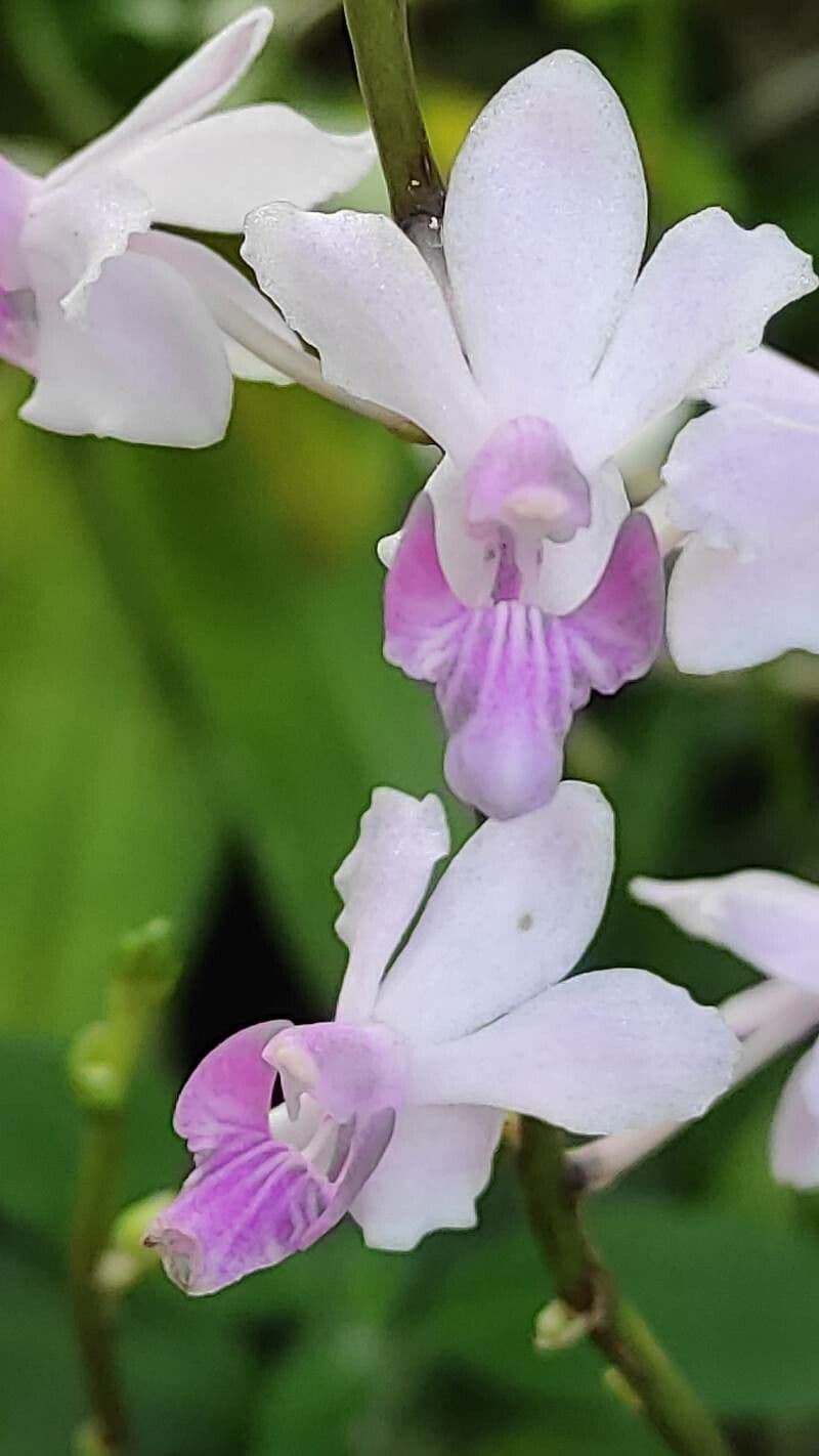Phalaenopsis 3