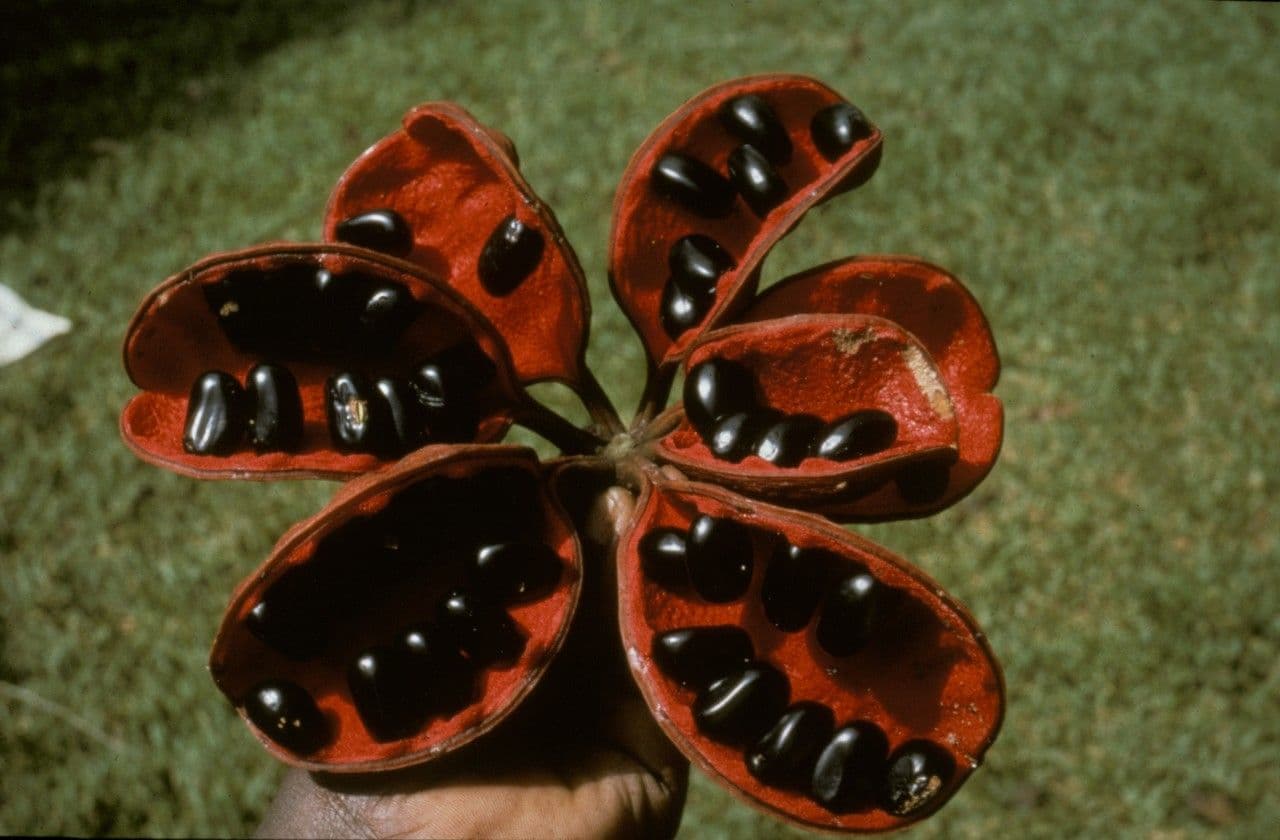 Cola