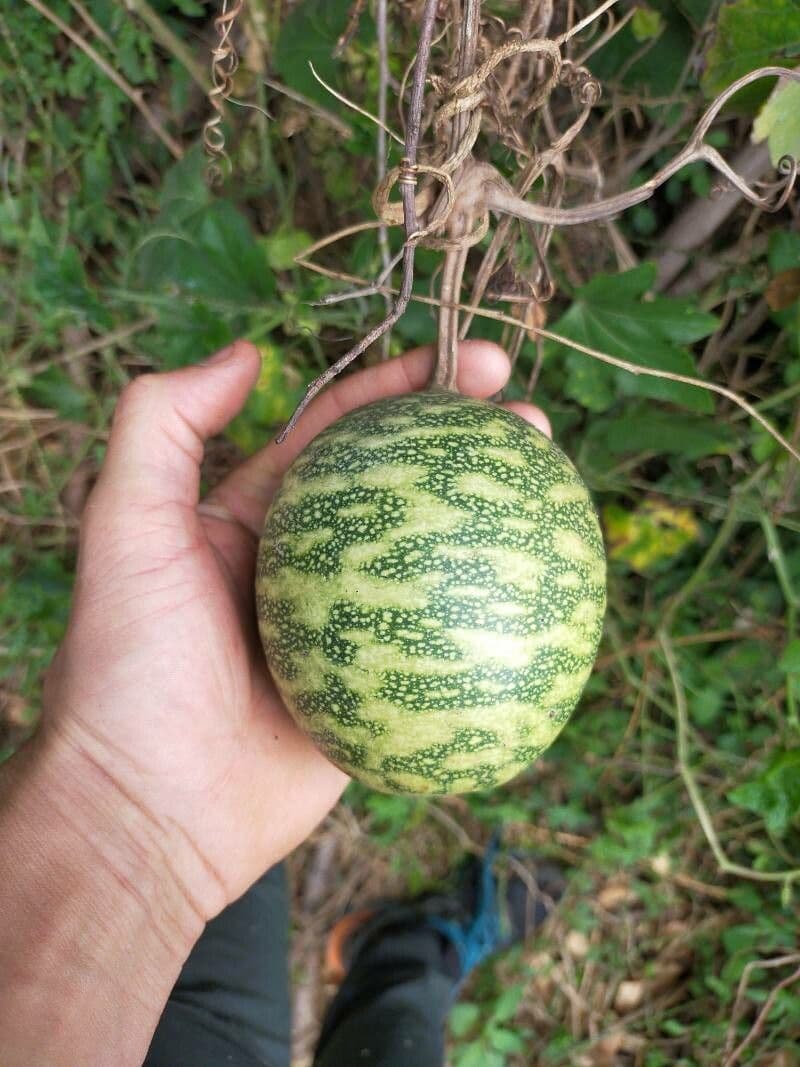 Zucca selvatica