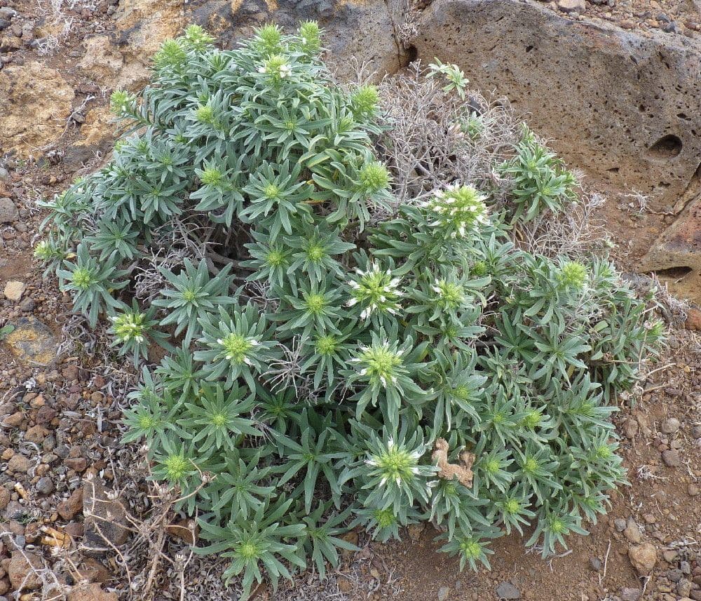 Viperina 11