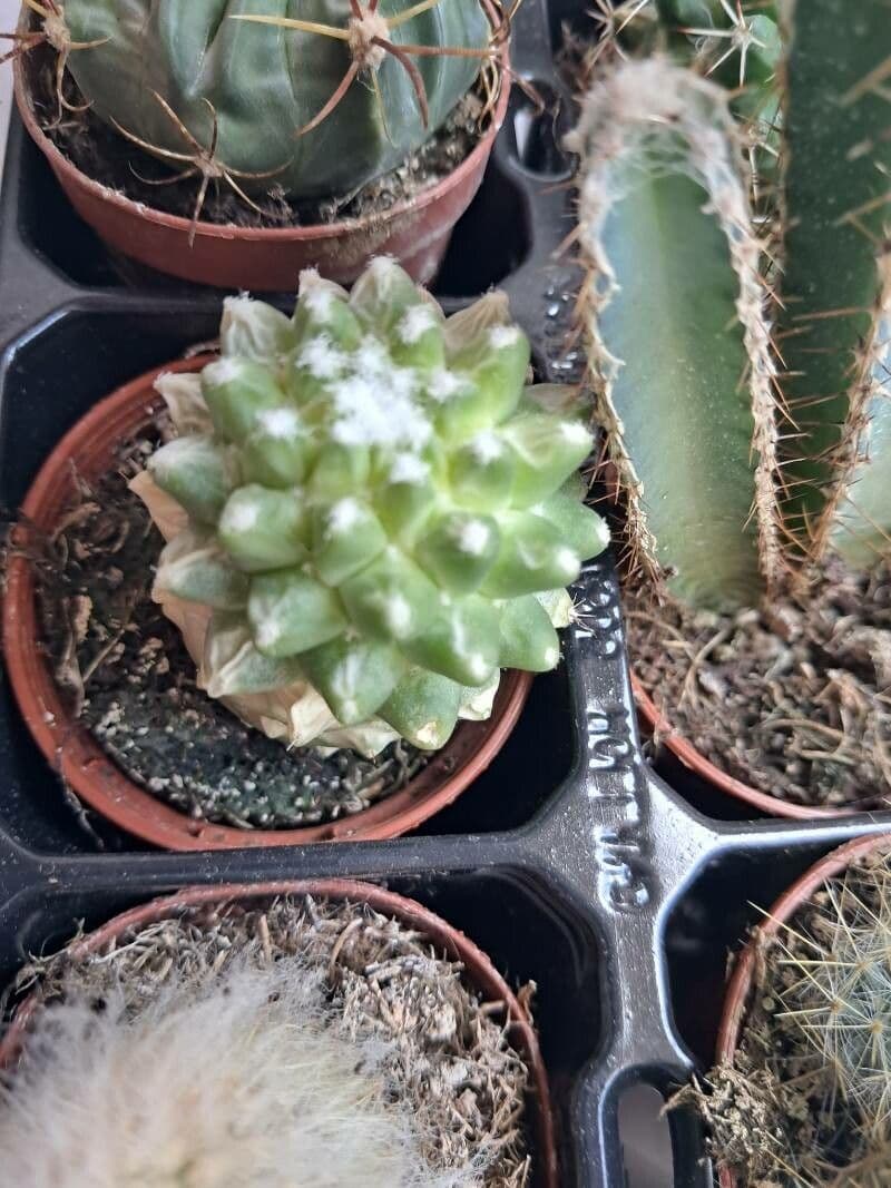 Mammillaria 19