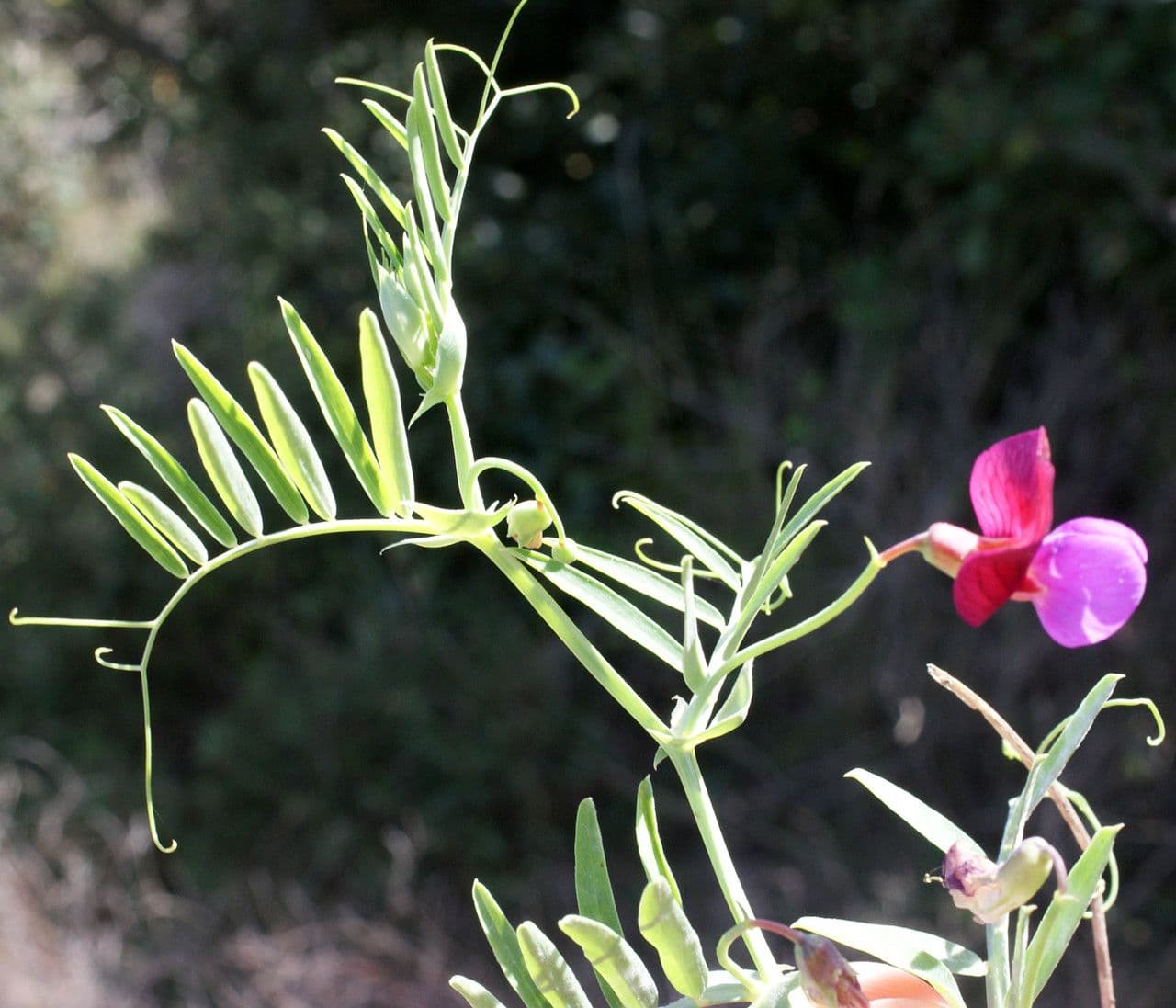 Cicerchia clymenum 18