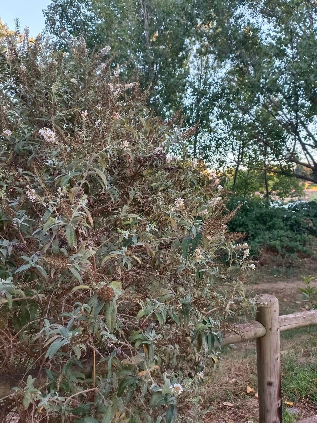 Buddleja 6