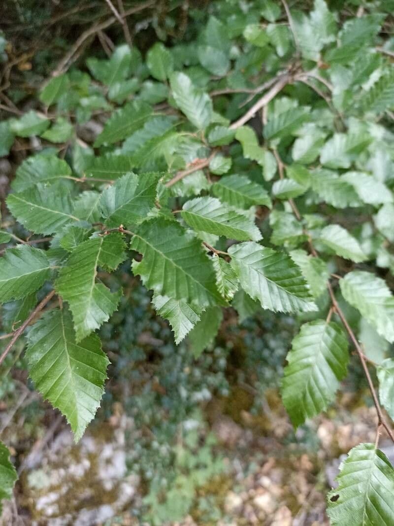 Carpino orientale 17