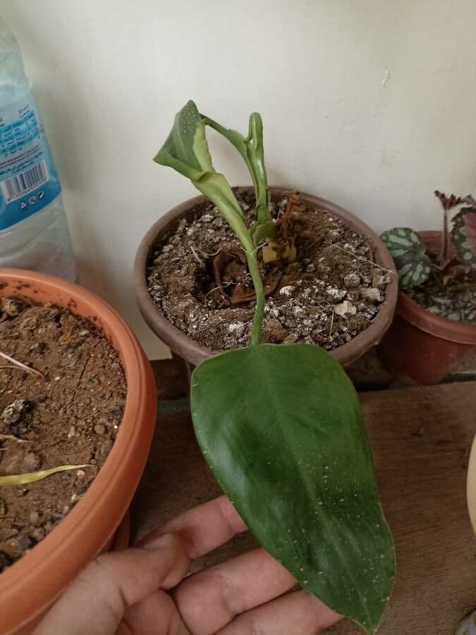 Monstera 6