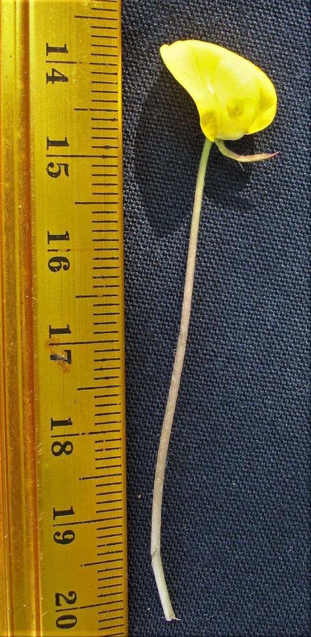 Arachis pintoi 17