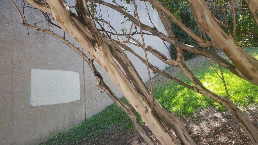 Lagerstroemia 22