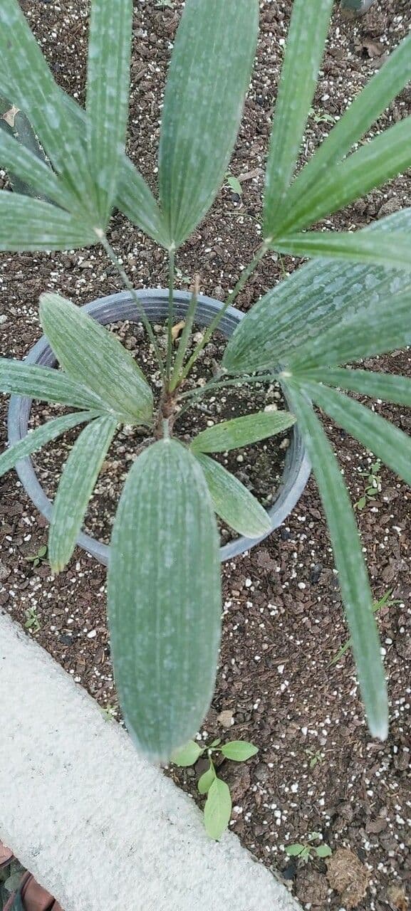 Asplundia 7