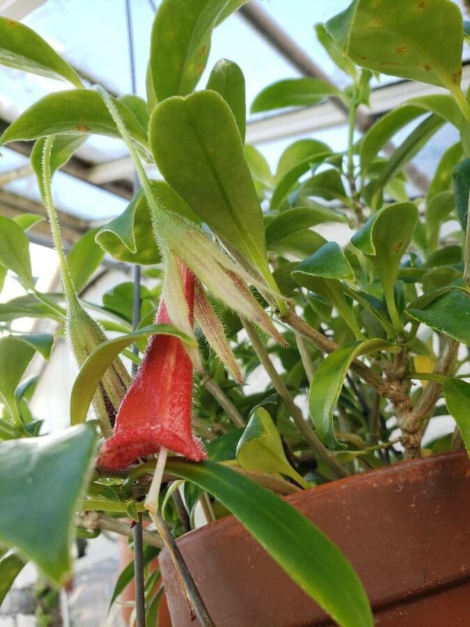 Nematanthus