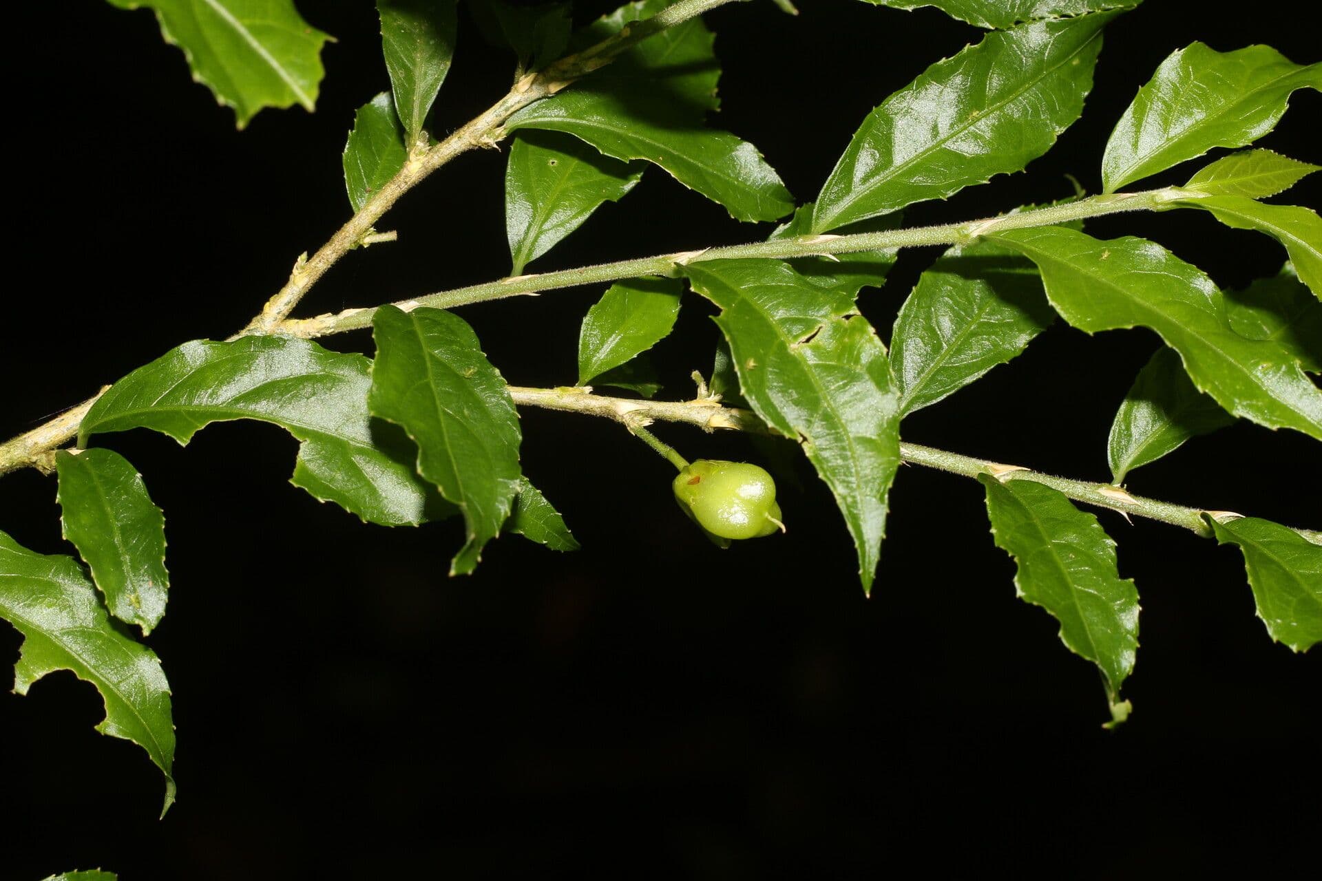 Hybanthus