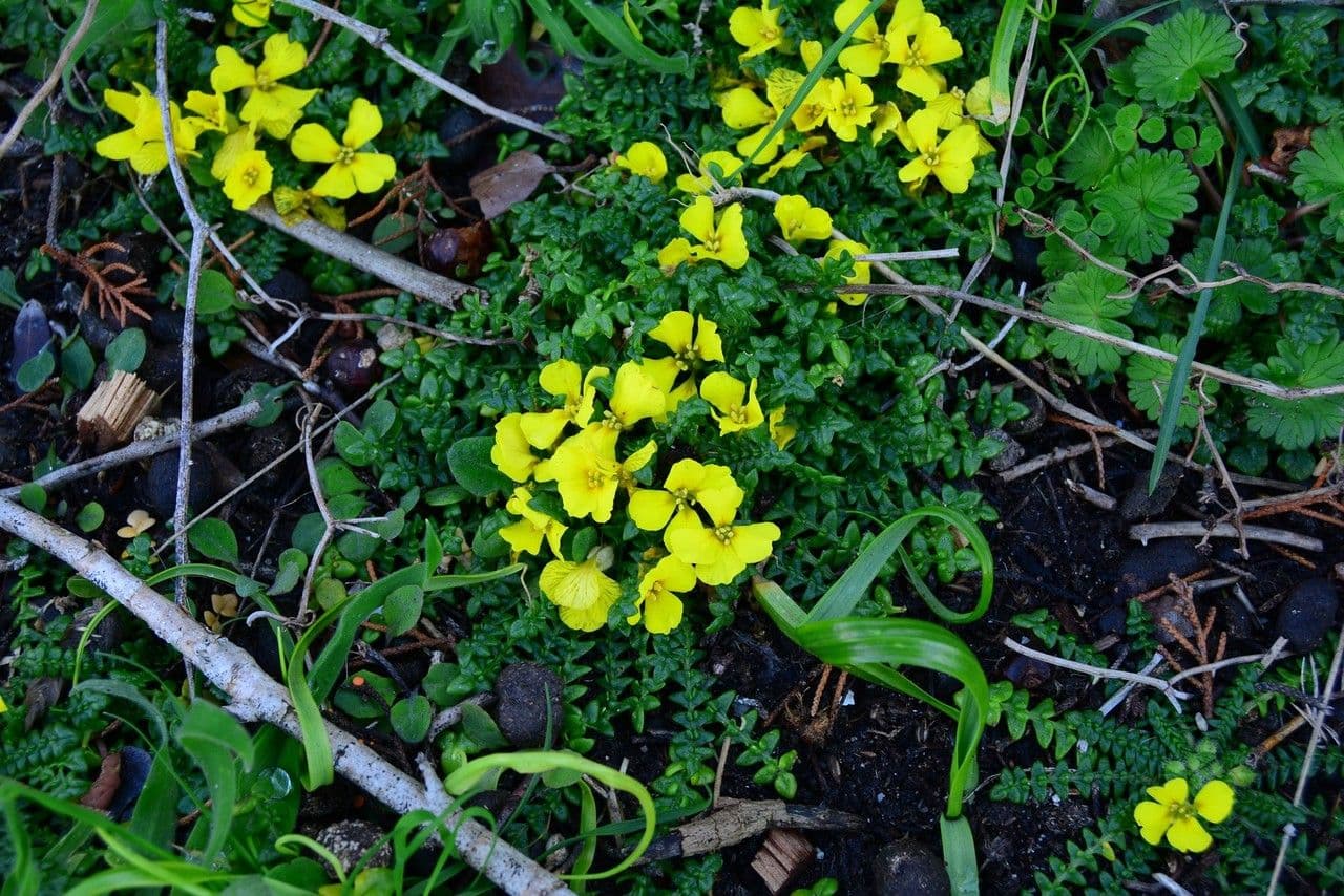 Morisia monanthos 10