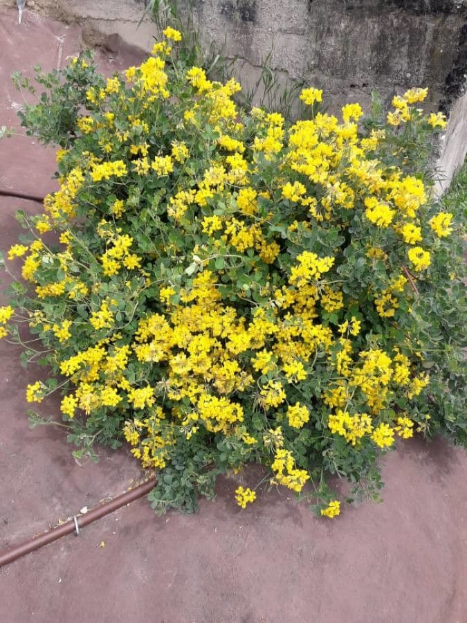 Coronilla valentina 15