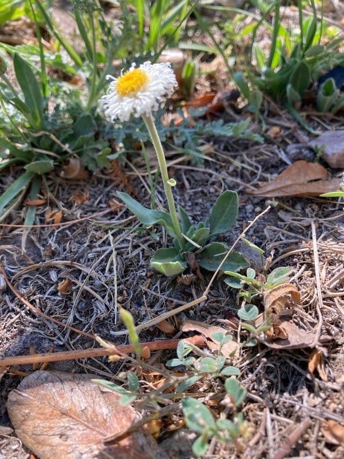 Fleabane srstnatý 6