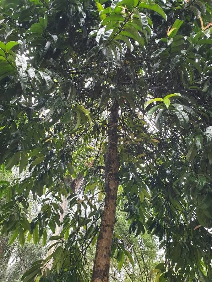 Garcinia verde 3