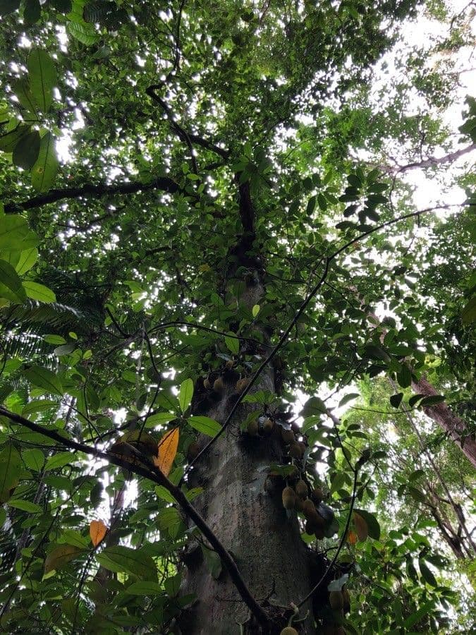 Jackfruit 8