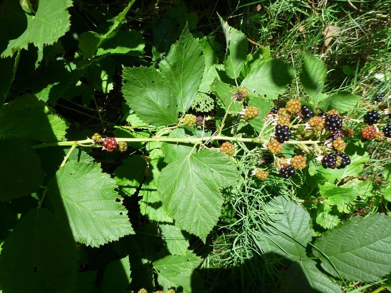 Brombeere 5