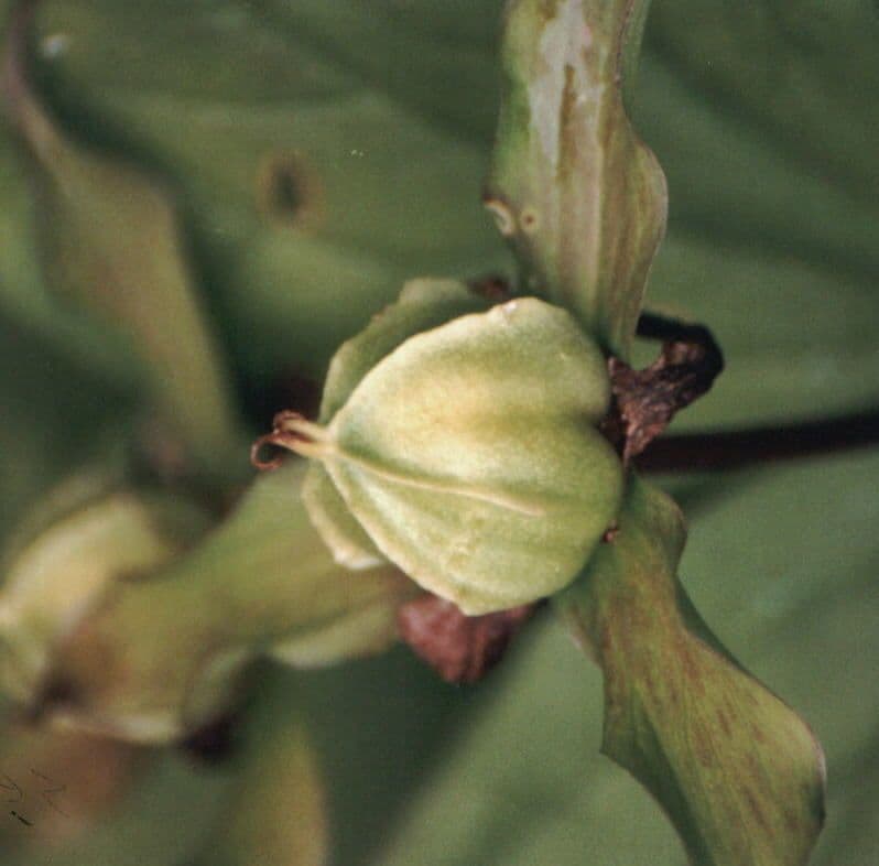 Trillium ovato 3