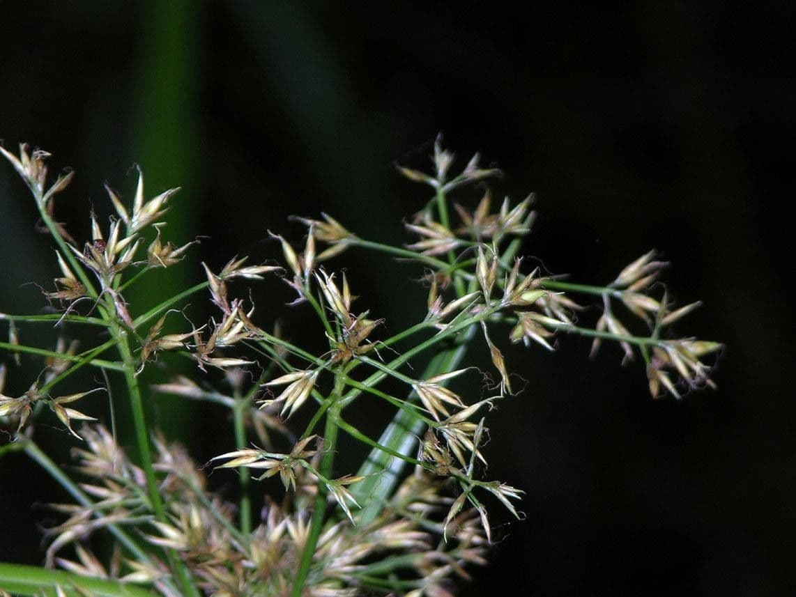 Rhynchospora corymbosa 12