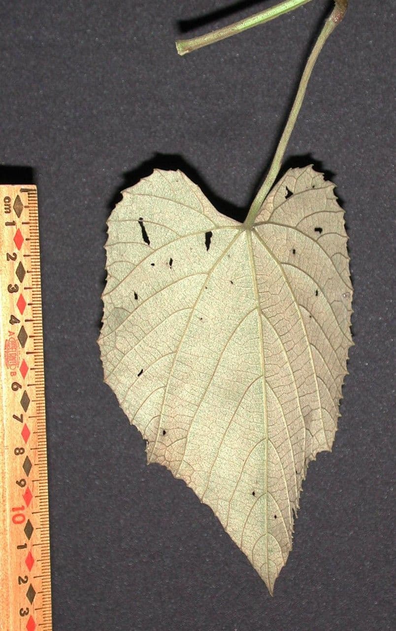 Vitis tiliifolia 22
