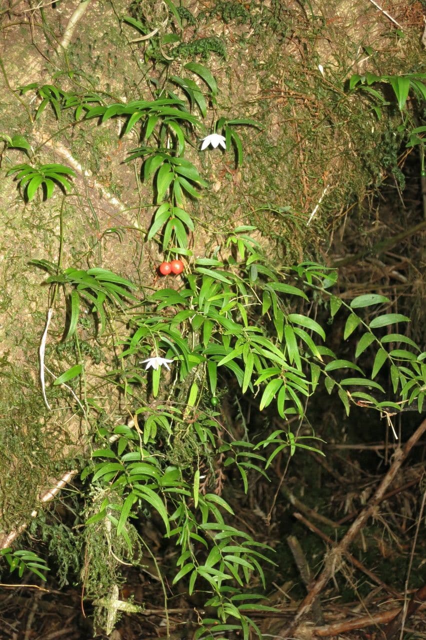 Luzuriaga 10