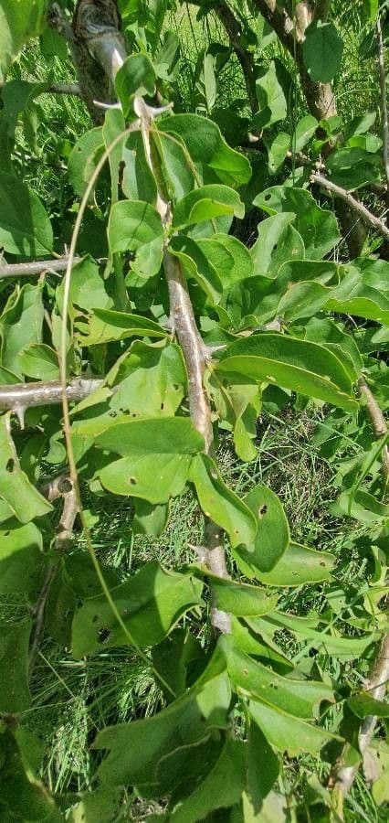 Sesamothamnus 13