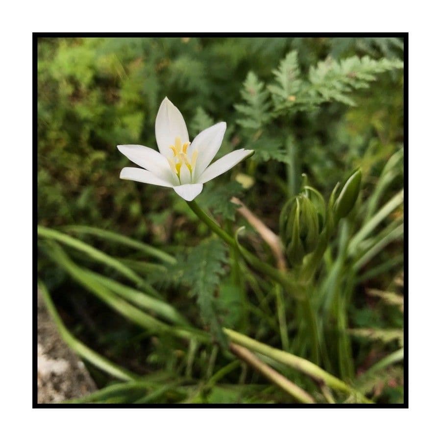 Ixia 3