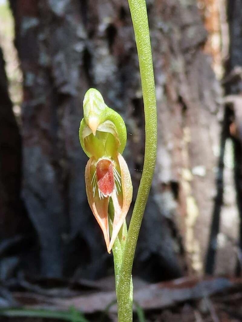 Pterostylis 3