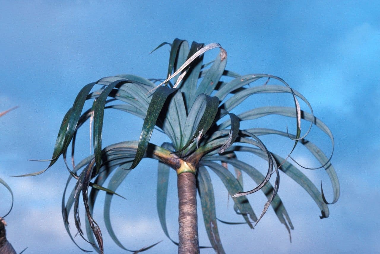 Pandanus 14