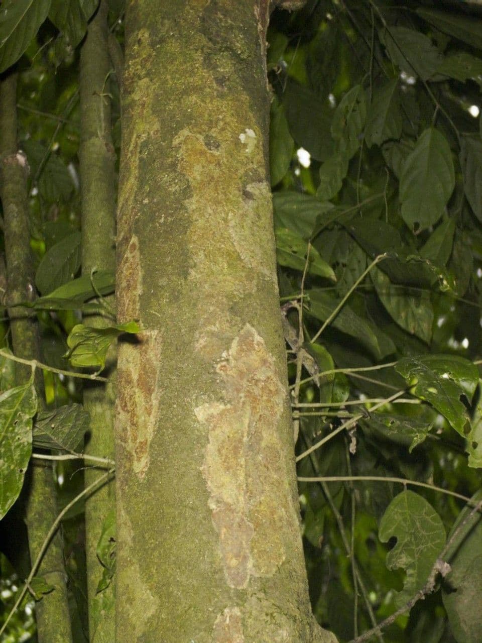 Quararibea 5