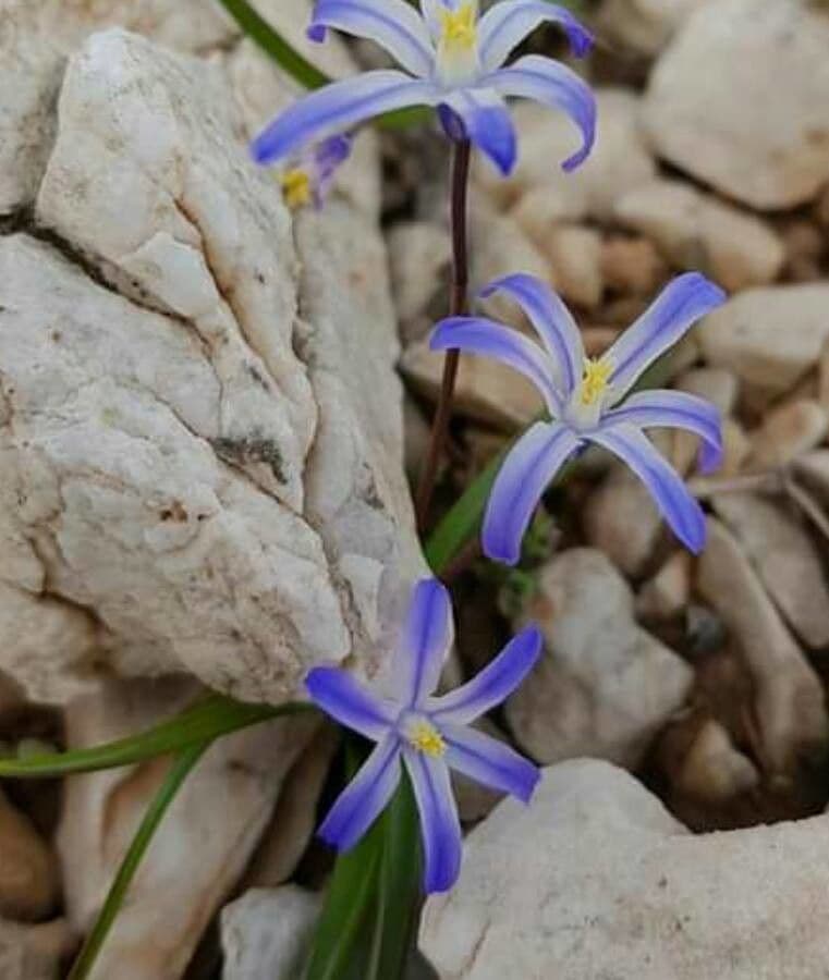 Scilla nana