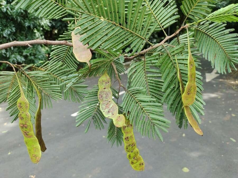 Anadenanthera 3