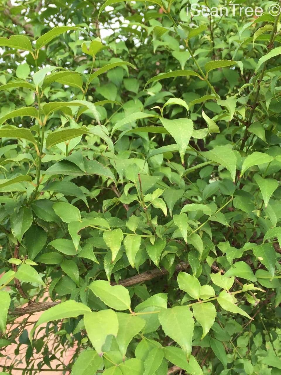 Halleria lucida 12