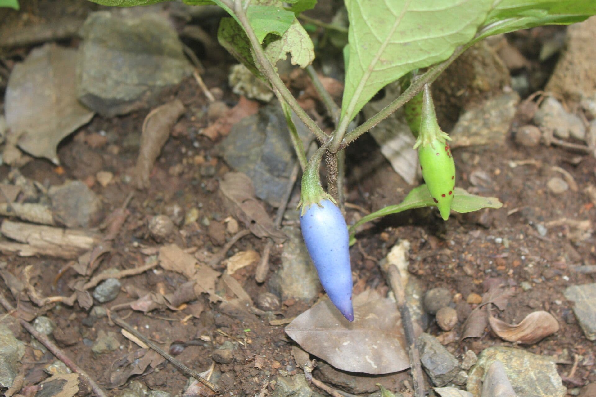 Lycianthes