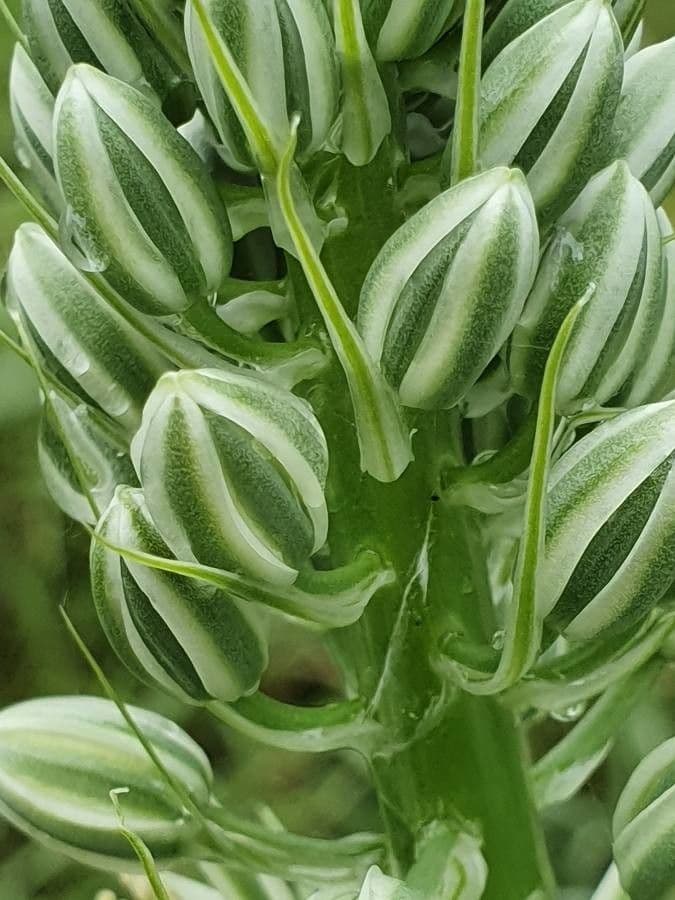 Albuca 14