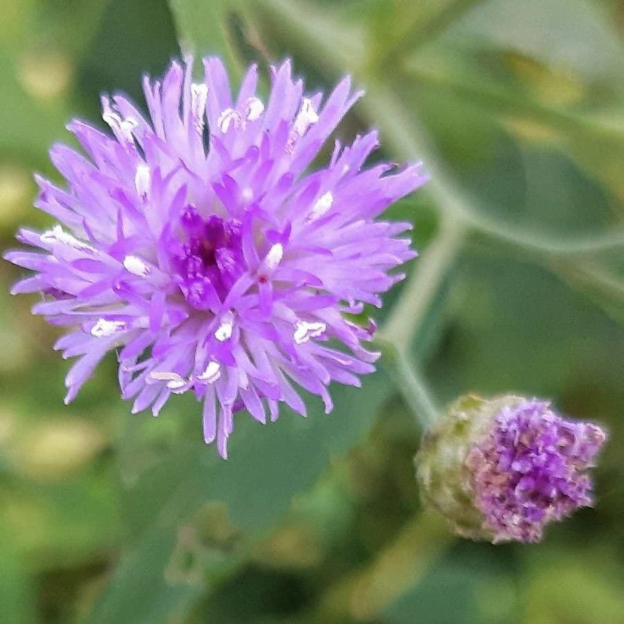 Cyanthillium popelavé 7