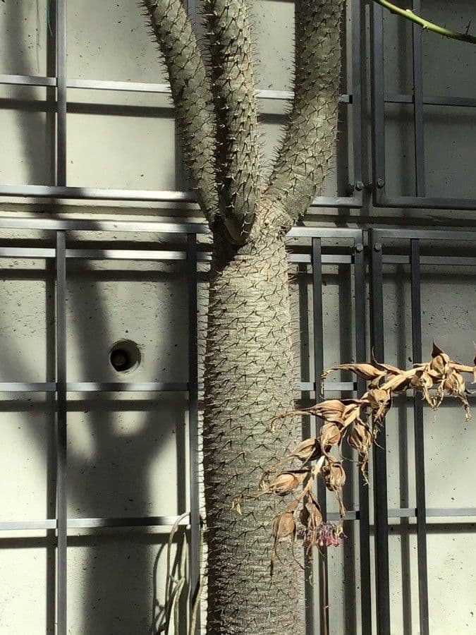Pachypodium 9