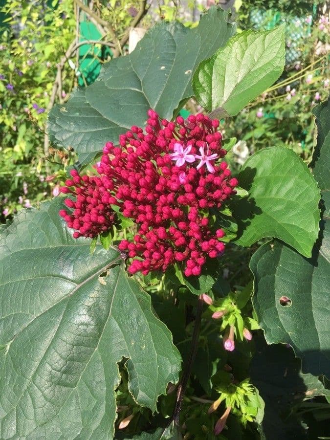 Gloria 9