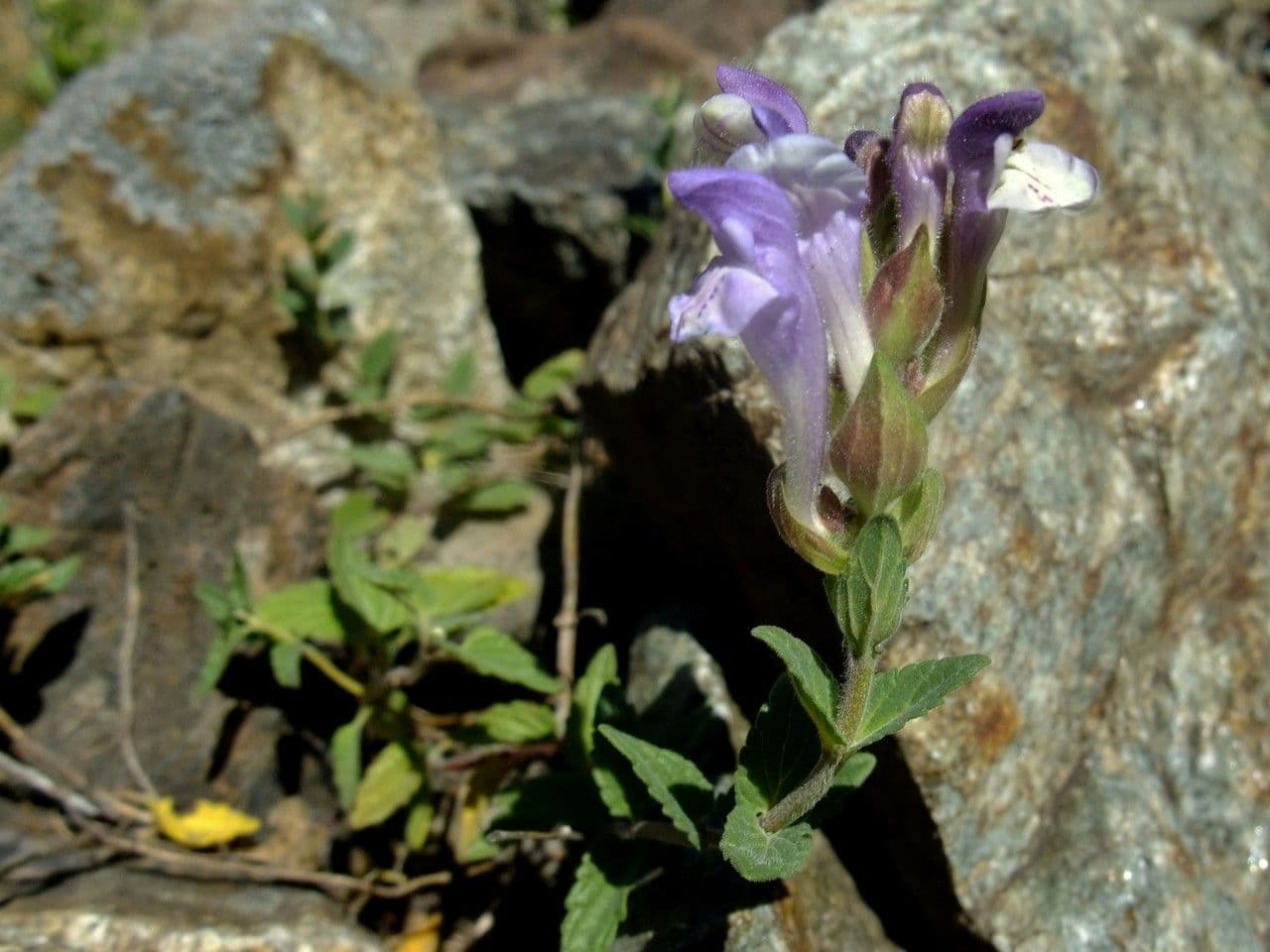 Tarczyca alpejska 10