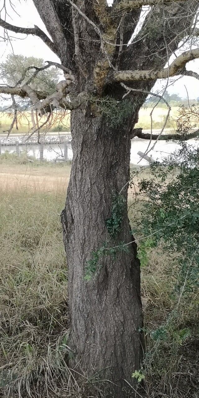 Acacia albida 13