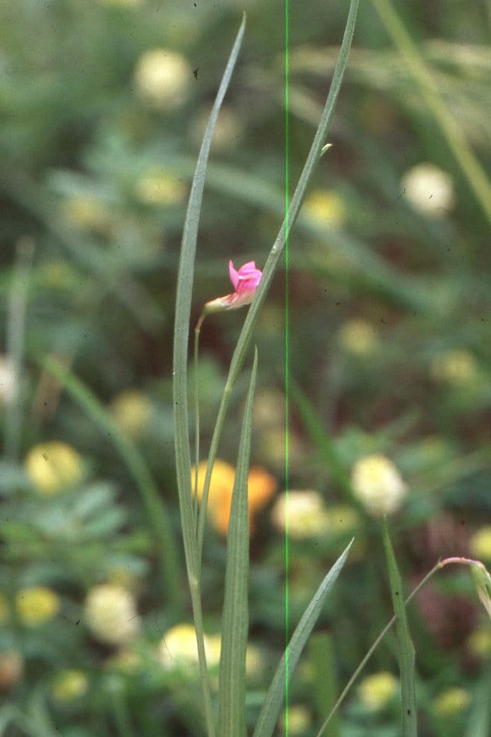 Gras-Platterbse 14