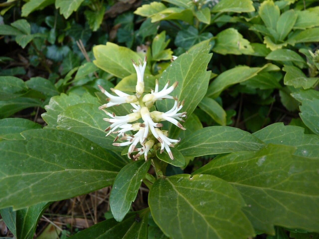 Pachysandra terminale 28