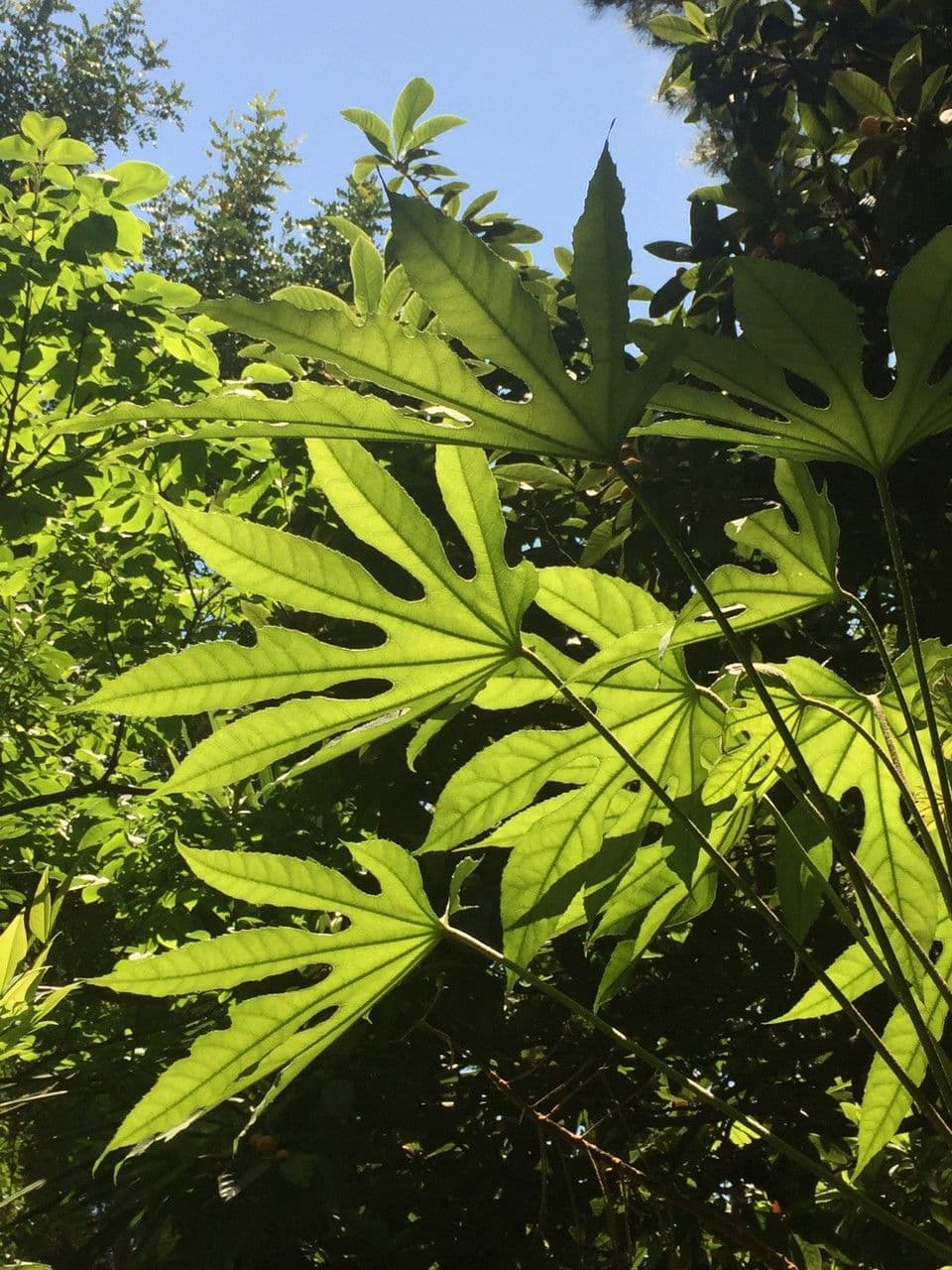 Fatsia 14