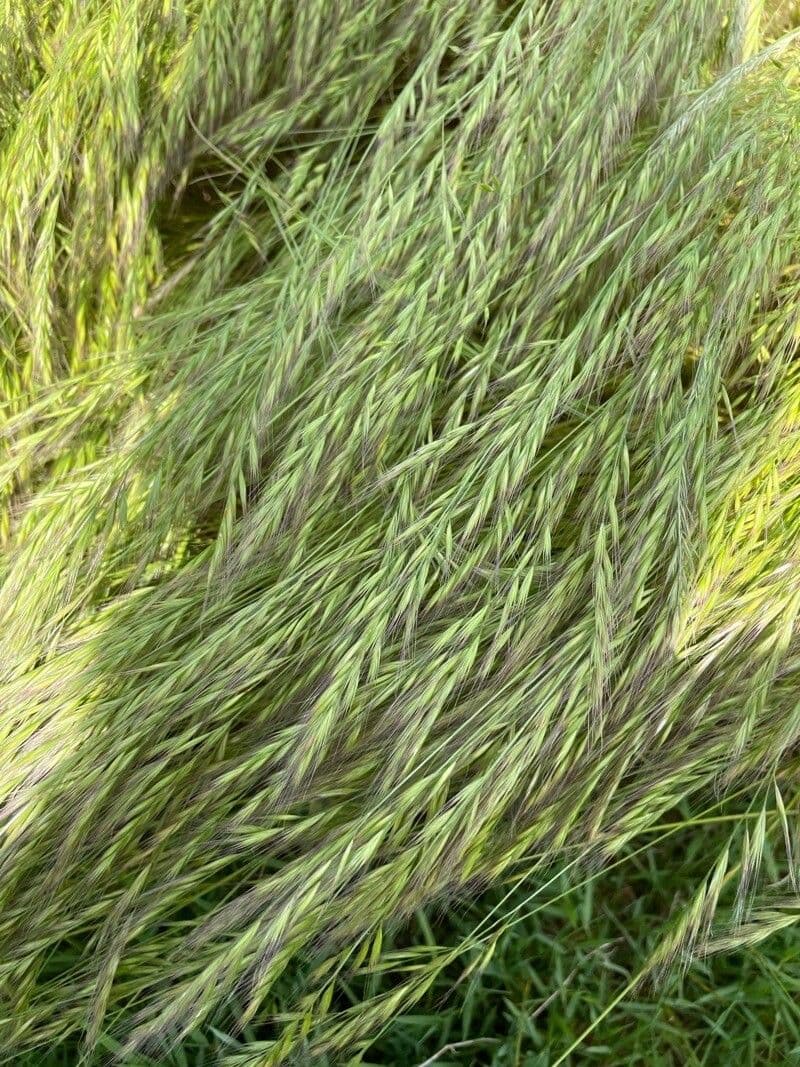 Festuca ligure 11