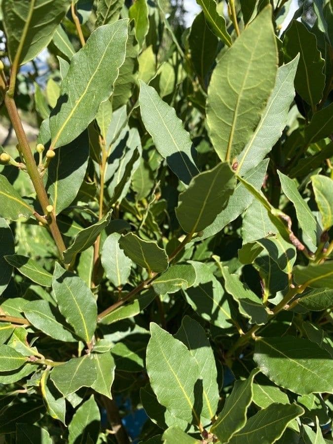 Laurel 18