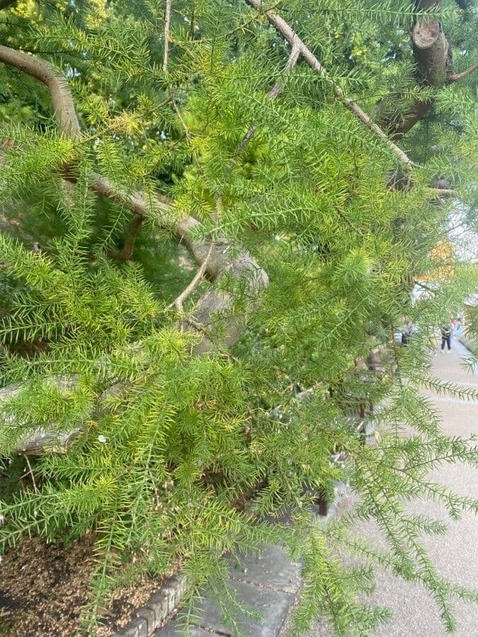 Acacia verticillata 11